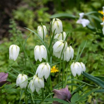 Fritillaria meleagris Alba - Schachblume