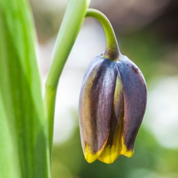 Fritillaria uva-vulpis - Fuchstrauben-Fritillarie