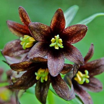 Fritillaria camschatcensis - Schatten-Schachblume