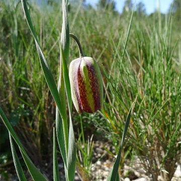 Fritillaria crassifolia subsp. crassifolia - Schachblume