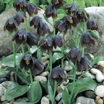 Fritillaria davisii - Schachblume