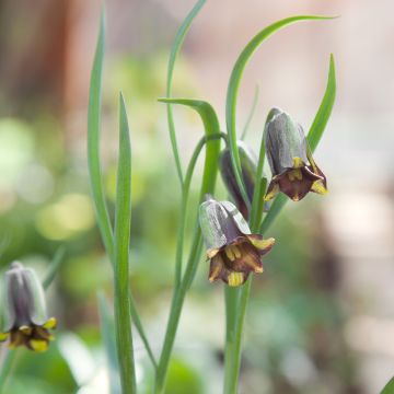 Fritillaria elwesii - Schachblume