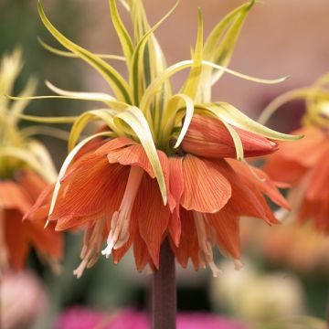 Kaiserkrone Aureomarginata - Fritillaria imperialis