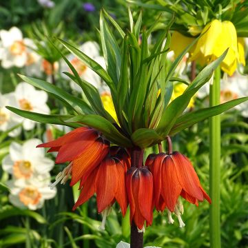 Kaiserkrone Rubra - Fritillaria imperialis