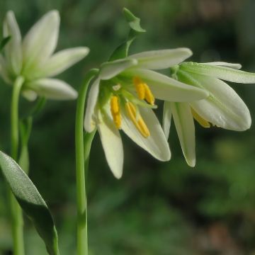 Fritillaria liliacea