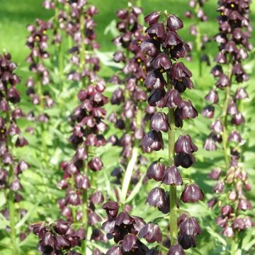 Persische Kaiserkrone Purple Dynamite - Fritillaria persica