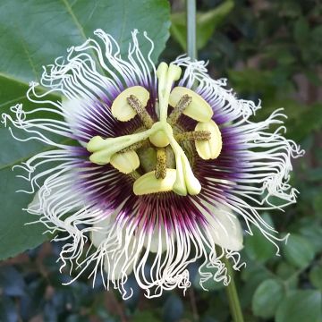 Passionsblume - Passiflora edulis f. flavicarpa