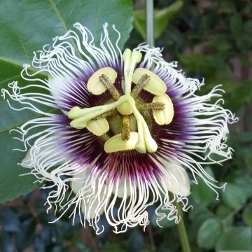 Maracuja - Passiflora edulis