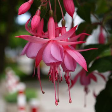 Fuchsia Beacon rosa