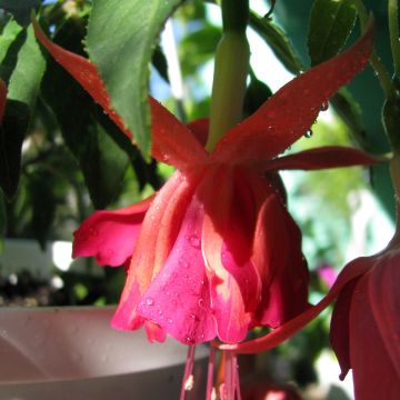 Fuchsia Bicentennial