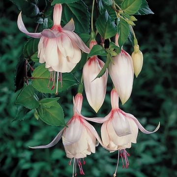 Fuchsia Annabel