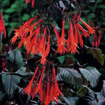 Fuchsia triphylla Bush Gartenmeister Bonstedt