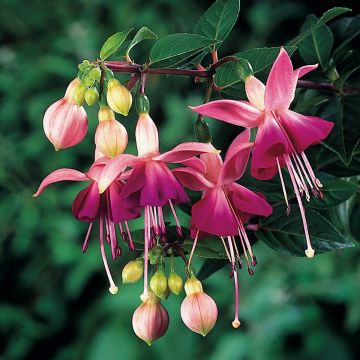 Fuchsia Paula Jane