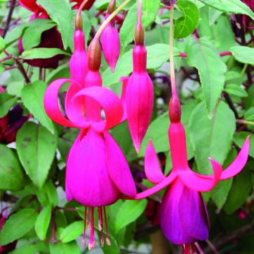 Fuchsia rustique Charming