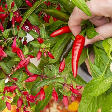 Fuchsia Chilli Red