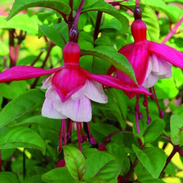 Fuchsia rustique Connie