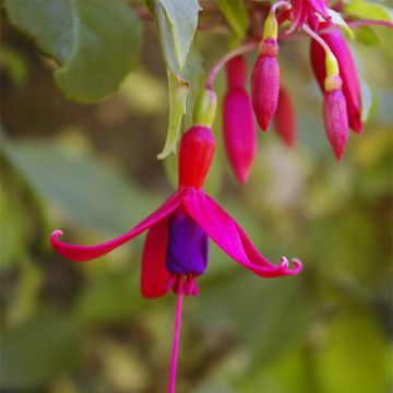 Fuchsia magellanica Genii - Scharlach-Fuchsie