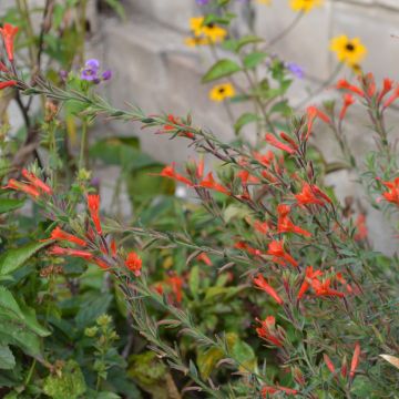 Epilobium canum subsp. angustifolium Dublin - Kolibritrompete