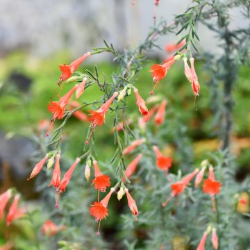 Zauschneria californica - Kolibritrompete