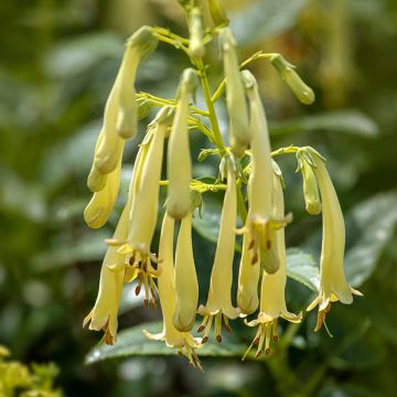 Fuchsia du Cap - Phygelius rectus Moonraker