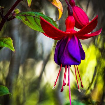 Fuchsia grimpant - Fuchsia Lady Boothby