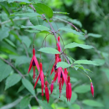 Fuchsia magellanica - Scharlach-Fuchsie