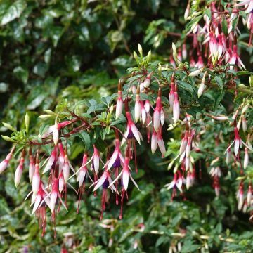 Fuchsia magellanica Arauco - Scharlach-Fuchsie