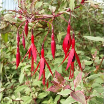 Fuchsia magellanica Tricolorii - Scharlach-Fuchsie