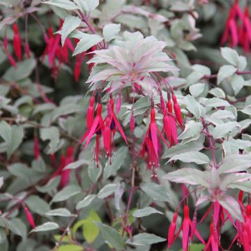 Fuchsia magellanica Versicolor - Scharlach-Fuchsie