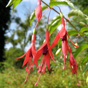 Fuchsia magellanica var. gracilis Aurea - Scharlach-Fuchsie