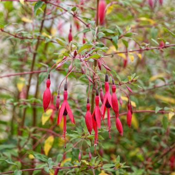 Fuchsia magellanica var. gracilis