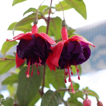 Fuchsia Voodoo