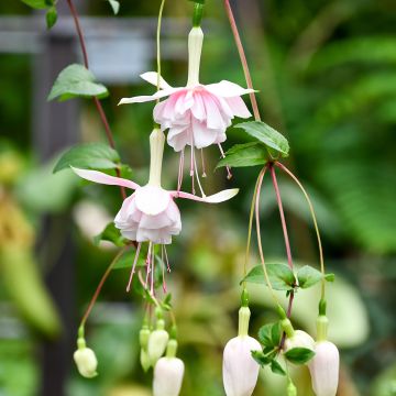 Fuchsia Holly Beauty