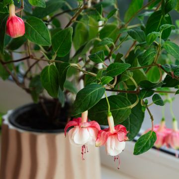 Fuchsia rustique Alice Hoffman