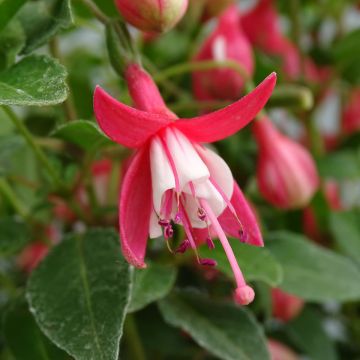 Fuchsia Lady Thumb