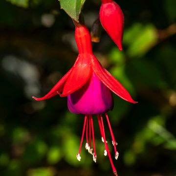 Fuchsia Mrs Popple