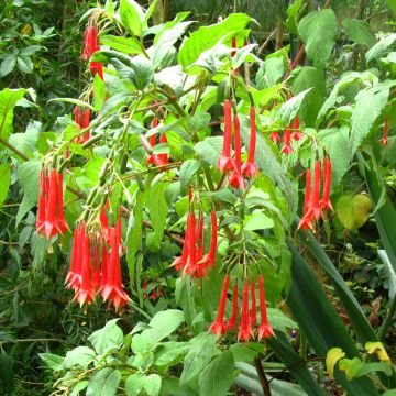 Fuchsia triphylla