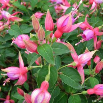 Fuchsia Margaret