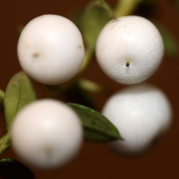 Gaultheria White Pearl - Gaulthérie