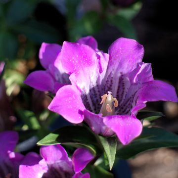 Gentiana scabra Zuki-rindo - Enzian