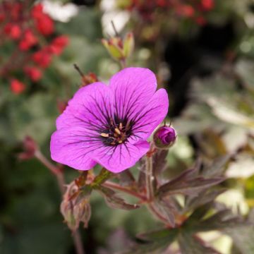 Geranium pratense Dark Eyes - Wiesen-Storchschnabel