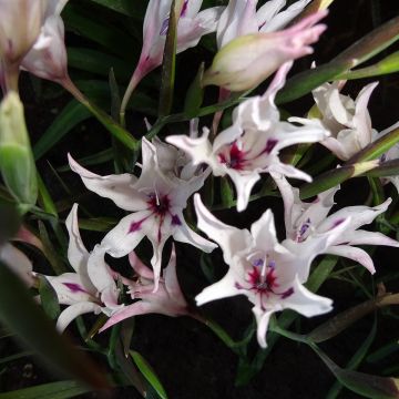 Gladiolus carneus Albidus - Gladiole