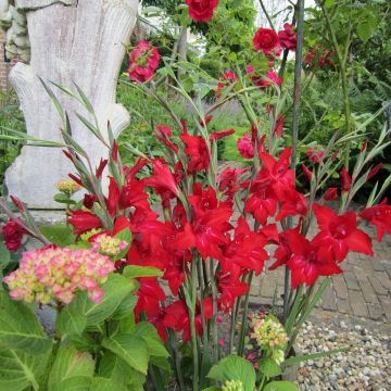 Gladiolus colvillei Red Drizzle - Zwerg-Gladiole