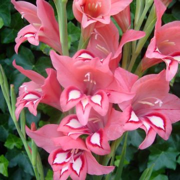 Gladiolus colvillei White Eyed Miss - Zwerg-Gladiole