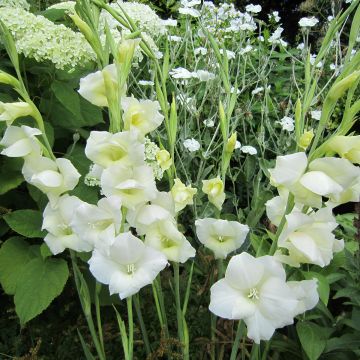 Gladiolus primulinus Fiona - Gladiole