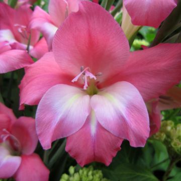 Gladiolus tubergenii Charming Beauty - Gladiole