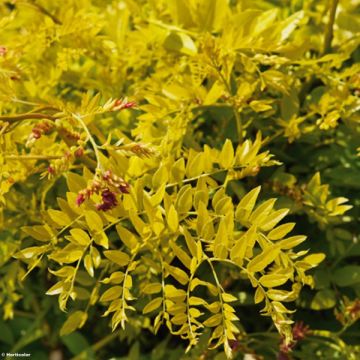 Gleditsia triacanthos f.inermis Sunburst - Gleditschie