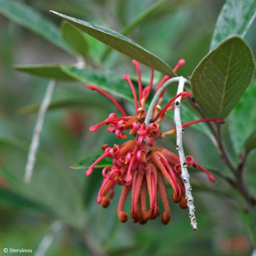 Grevillea victoriae - Silbereiche