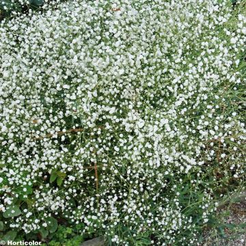 Rispiges Gipskraut Bristol Fairy - Gypsophila paniculata