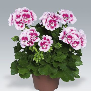 Zonal-Pelargonie Flowerfairy White Splash - Pelargonium